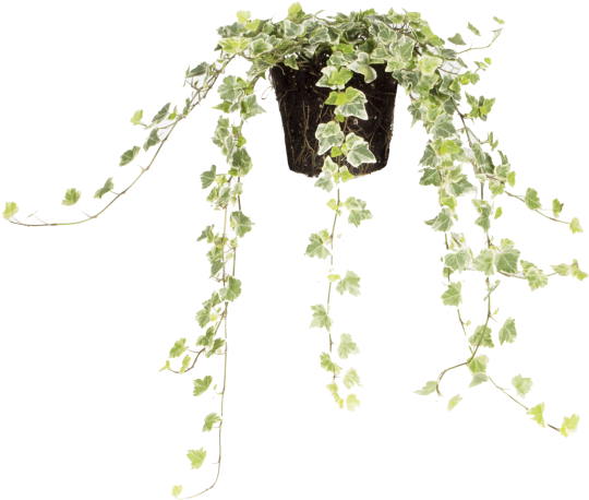 Common Ivy - Bag (750x750), Png Download
