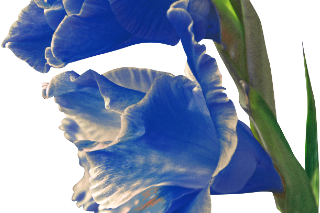 Blue Gladiolus - Iris (1368x855), Png Download