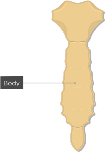 Body Or Gladiolus - Sternum Bone (635x550), Png Download