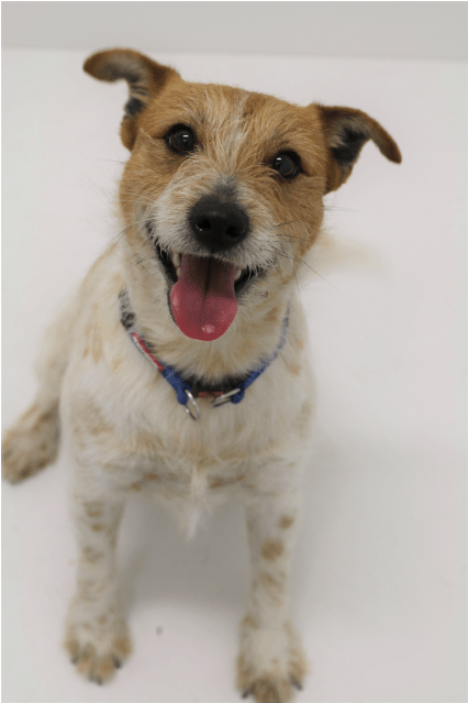 Photo Of Bonsai - Russell Terrier (638x638), Png Download