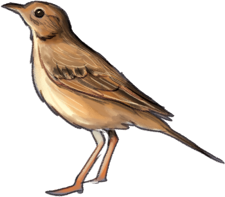 Richard'spipit (1000x963), Png Download