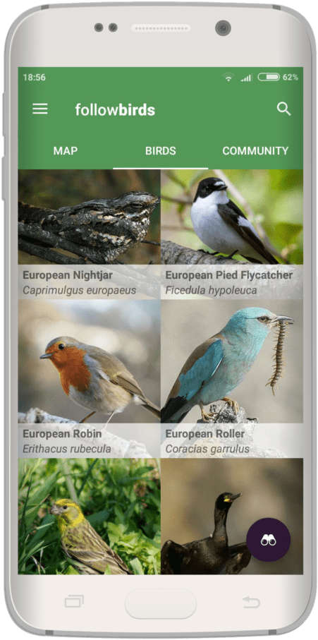 Quality Bird Information - White Breasted Nuthatch (1024x1024), Png Download