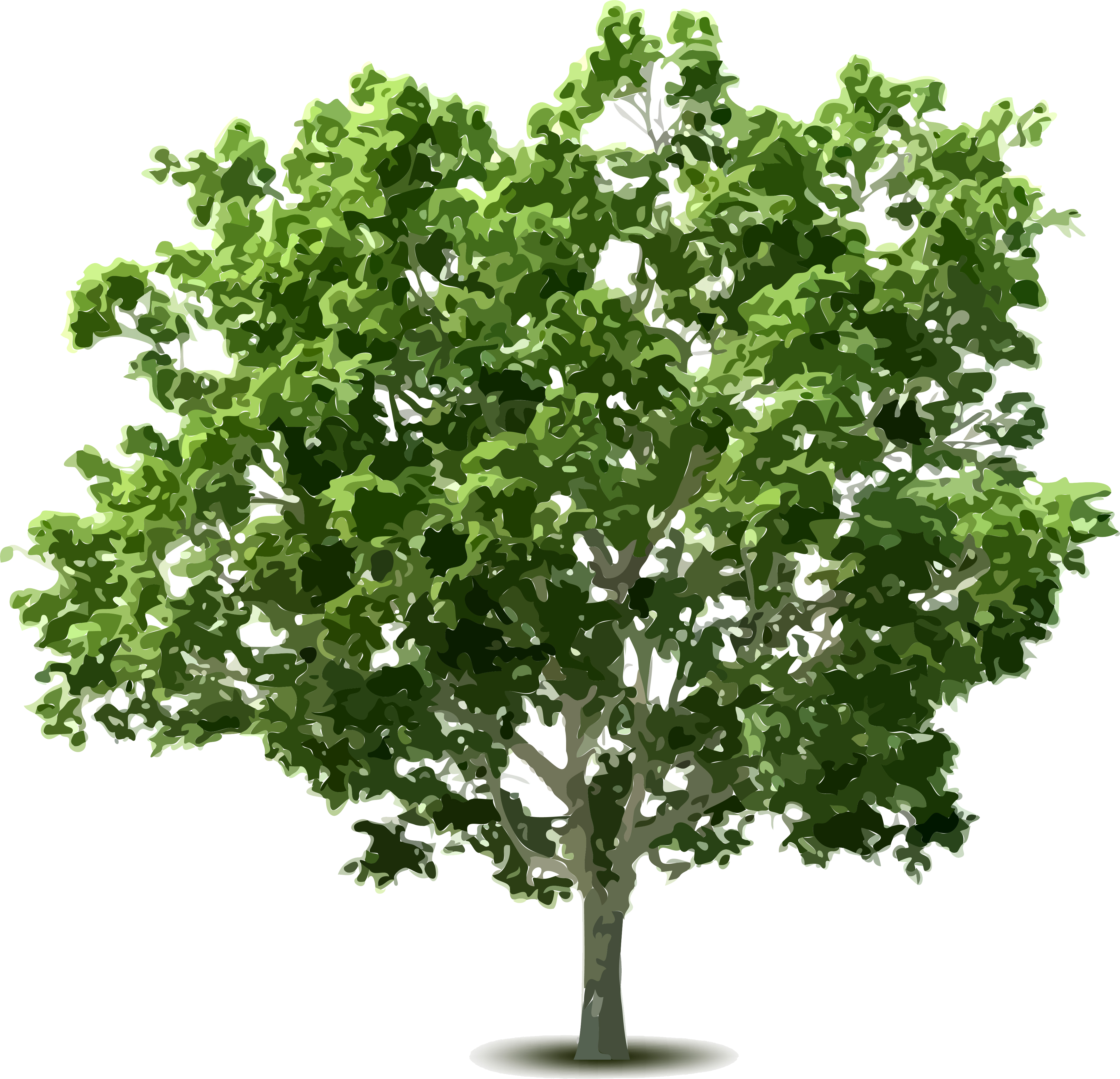 Shrub Clipart Hedge - Tree (3852x3712), Png Download