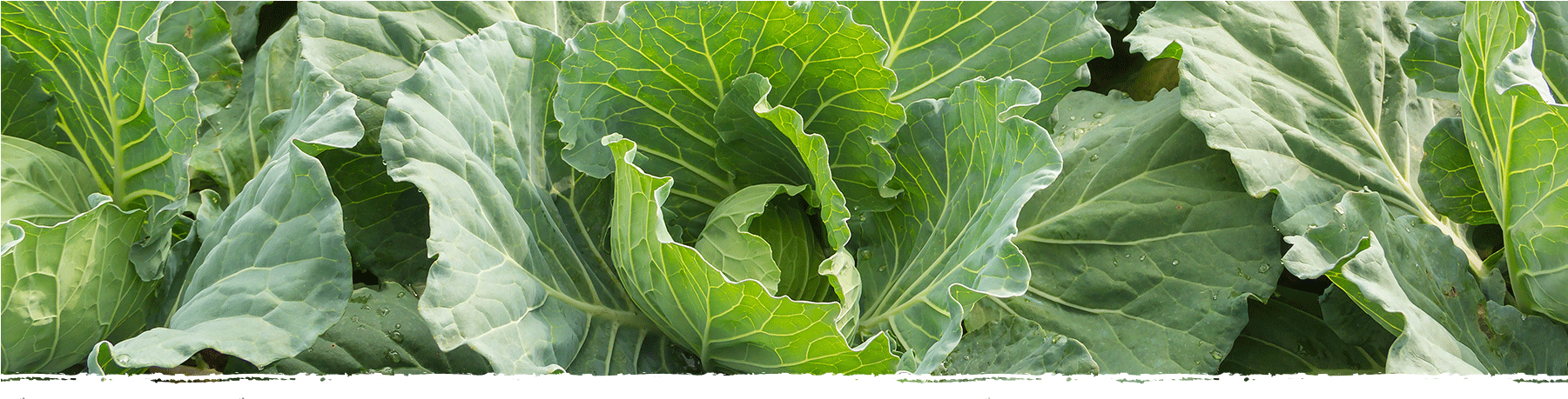 Cad Web Sauerkraut 1800×600 - Collard Greens (1800x600), Png Download