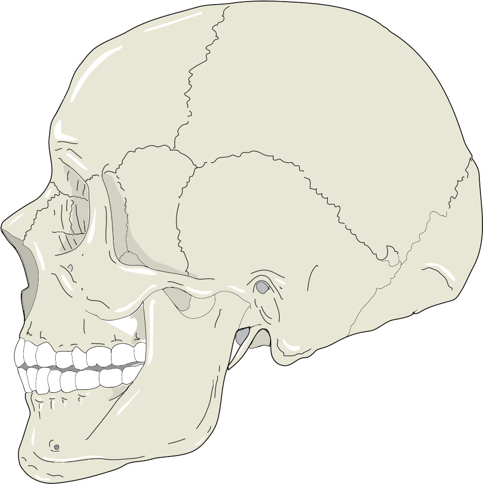 Realistic Human Skull Profile View - Skull Profile Png (1022x1024), Png Download