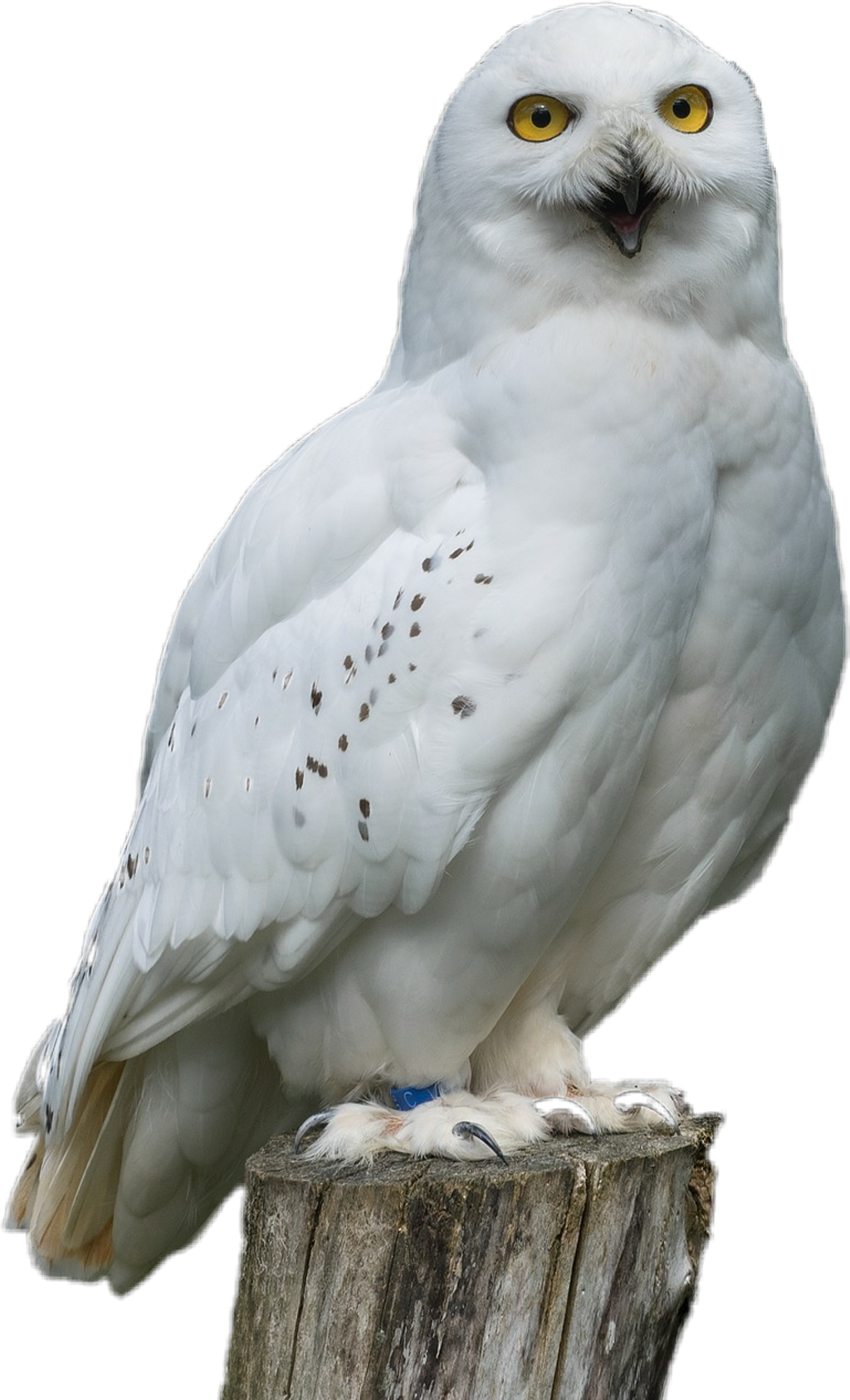 White Sticker - Snowy Owl (1024x1686), Png Download