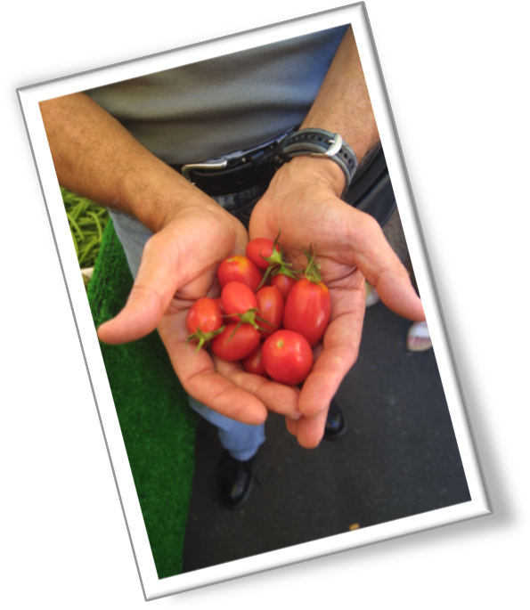 Bush Tomato (624x729), Png Download