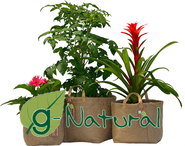 Eco Friendly Biodegradable Organic Fabric Gardening - Houseplant (600x600), Png Download