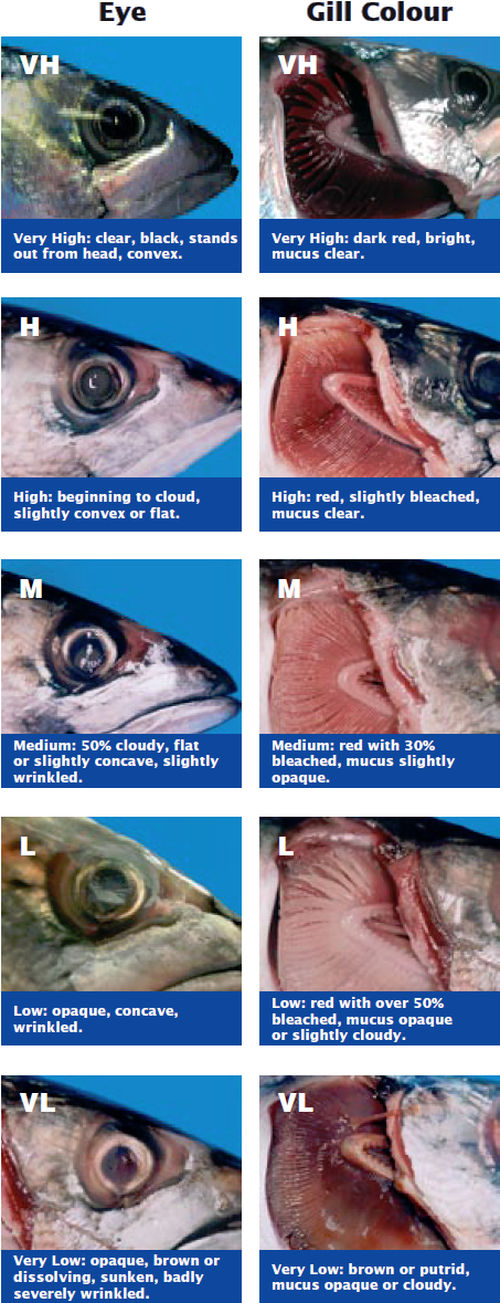 Electric Ray (496x1214), Png Download