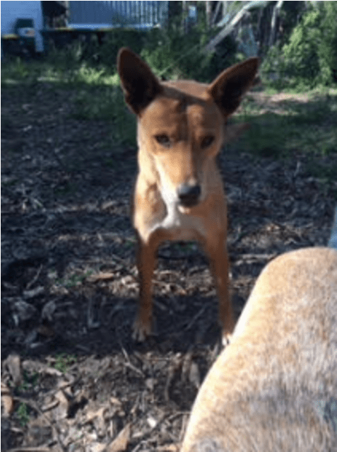 Donate To Petrescue - Aspin (638x638), Png Download