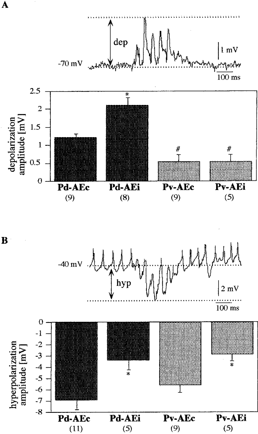 Amplitude Of The Responses Of Ae Neurons Contralateral - Diagram (850x1430), Png Download