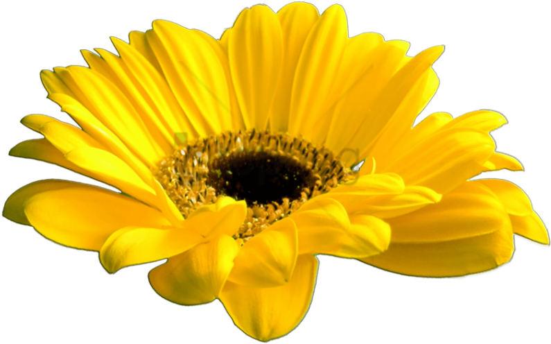 Free Png Download Yellow Flower Crown Transparent Png - African Daisy (850x578), Png Download