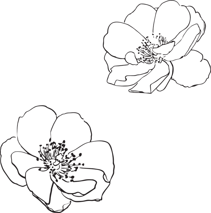 Rose, Wild, Flower, Flowers, Pictured, Vector, Spring - Apple Blossom Flower Outline (714x720), Png Download