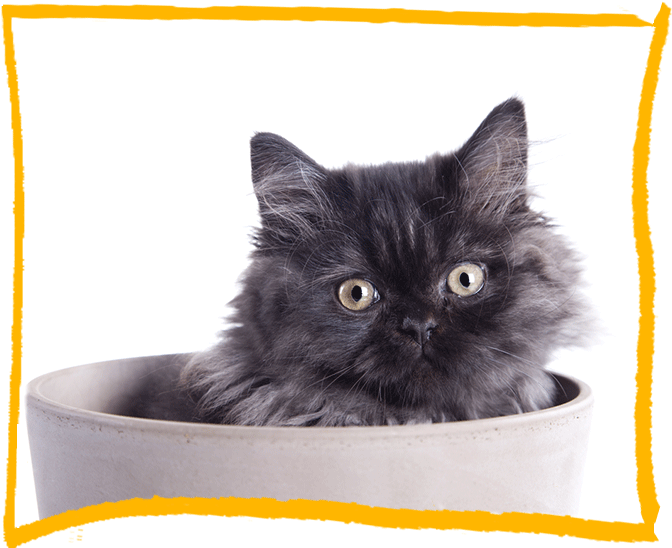 Cat Discovery Longhair - Domestic Long-haired Cat (679x568), Png Download