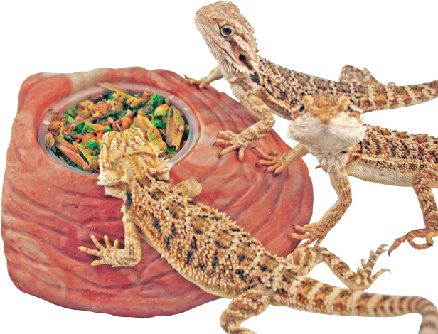 Image Description - Gekkonidae (631x500), Png Download