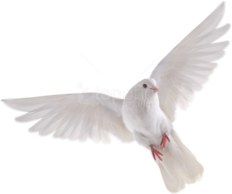 Free Png Download Bird Png Images Background Png Images - White Dove No Background (850x707), Png Download