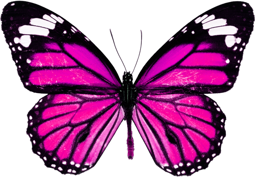 Borboletas Sticker - Monarch Butterfly High Resolution (1024x1024), Png Download