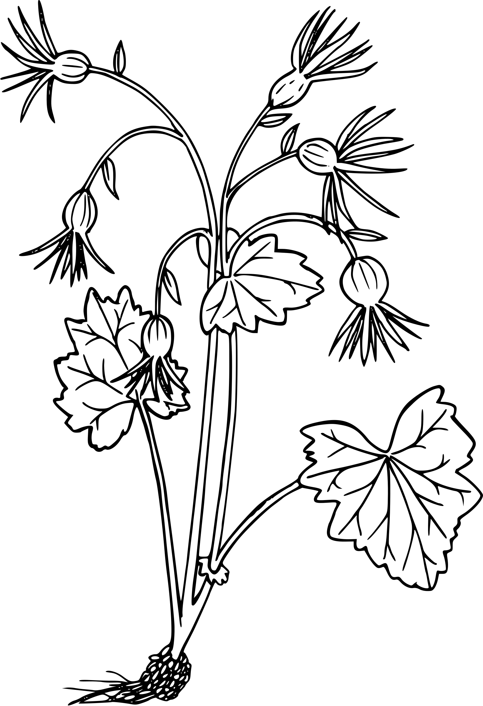 This Free Icons Png Design Of Oregon Bolandra (1643x2400), Png Download