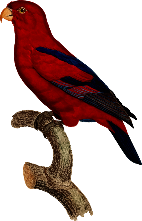 All Photo Png Clipart - Macaw (483x750), Png Download