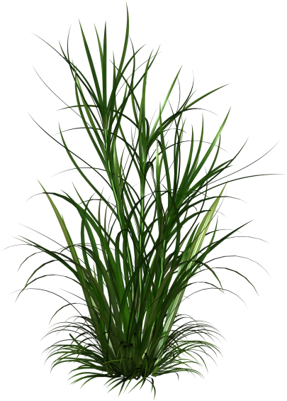 Photo Ld Amh Grass 4 Zps2d0934f4 - Transparent Weeds Png (575x575), Png Download