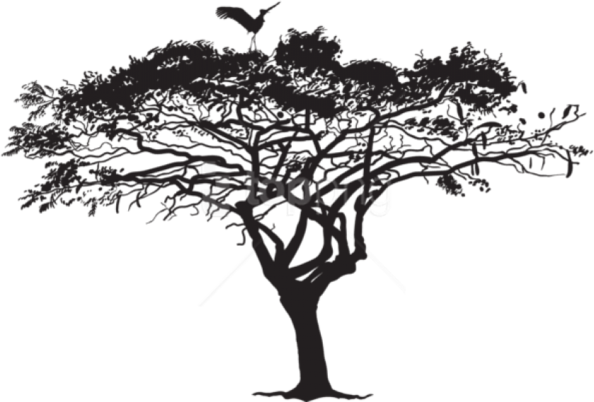 Free Png Exotic Tree And Bird Silhouette Png - Tree Silhouette Png (850x578), Png Download