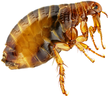 Flea Png - Fleas By Valerie Bodden (373x340), Png Download