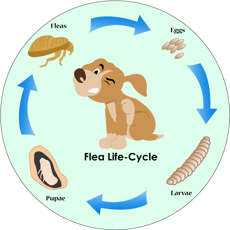 Best Flea Prevention For Dogs - Flea (860x860), Png Download