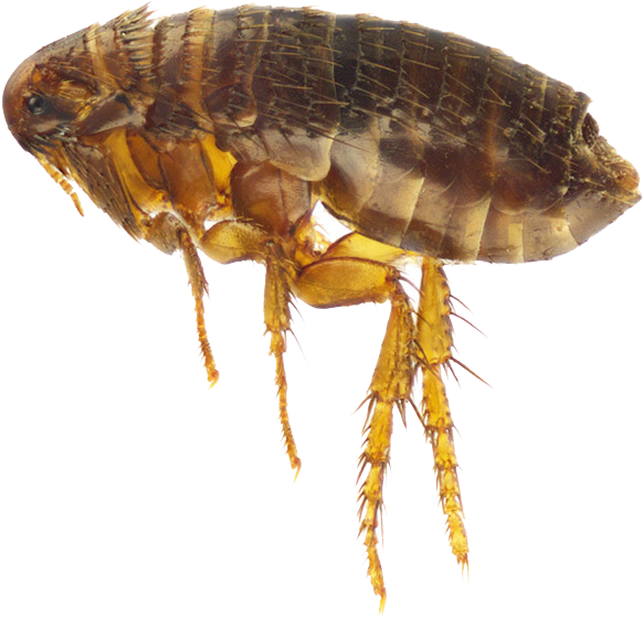 Wood Fleas (600x587), Png Download