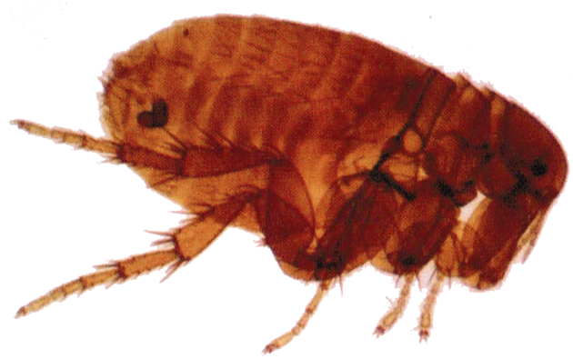 Flea Png (665x441), Png Download