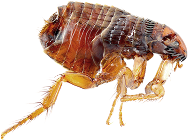 Binatang Kecil Penghisap Darah (399x469), Png Download