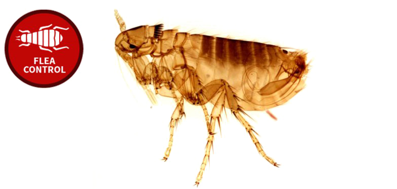 Flea Png Photo - Que Enfermedad Transmite La Pulga (800x373), Png Download
