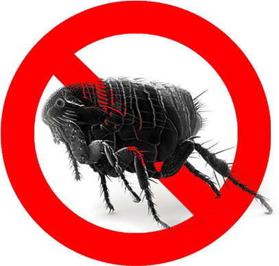Kill Fleas (413x408), Png Download
