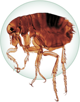 Adult Flea - Animales Perjudiciales Al Hombre (338x432), Png Download