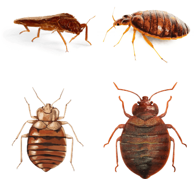 Clip Art Free Stock Insects Transparent Png Images - Bed Bug Illustration (400x400), Png Download