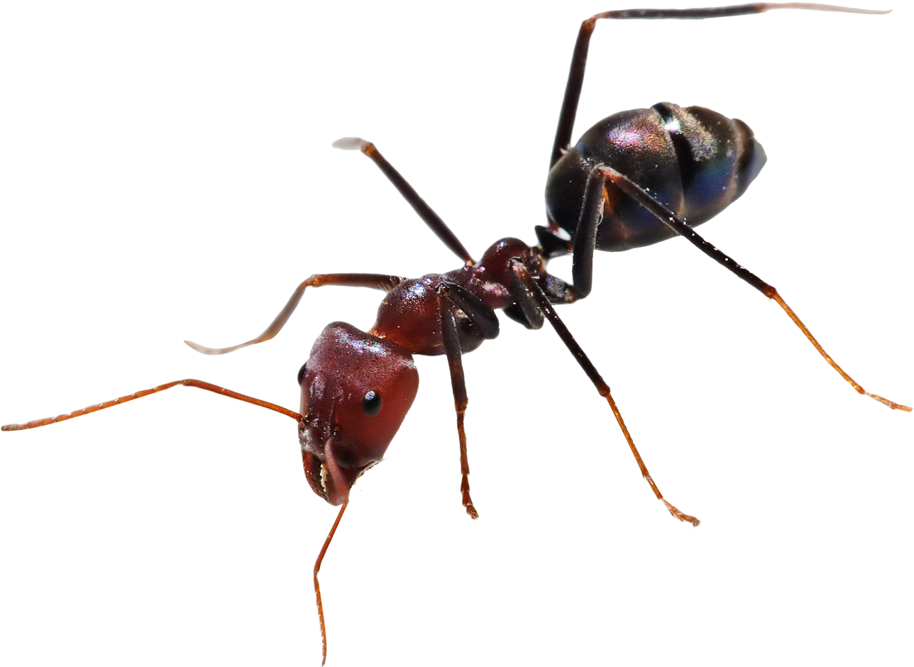 Numbers - Ant Png (1401x1061), Png Download