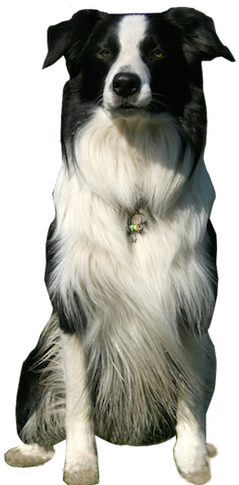 Why Choose A Border Collie To Be The Star Of Your Ecard - Border Collie Dog Png (290x500), Png Download