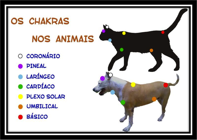 Caes Florais - Bob Cat Compared To Regular Cat (640x456), Png Download