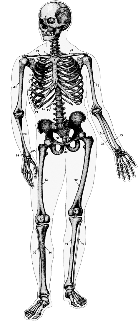 Ghost Tour, I Cup, My Cup Of Tea, Skeleton, Caption, - Skeleton Diagram Transparent Background (714x1134), Png Download
