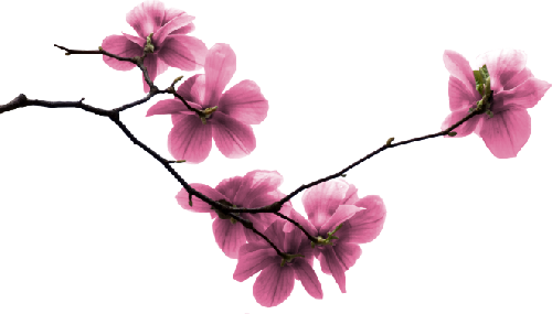 Florais - Branche D Arbre En Fleur (500x285), Png Download