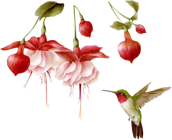 Pássaros Em Imagens Png - Hummingbird Transparent Animated Gifs (552x450), Png Download