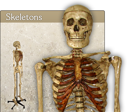 Home-skeletons - Skeleton (429x377), Png Download