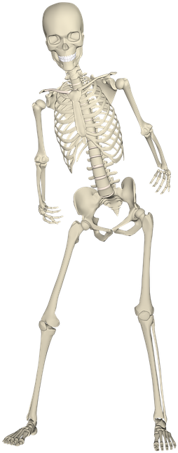 Realistic Skeleton Hips And Legs Png Image Download - Skeleton Leg Png (480x720), Png Download