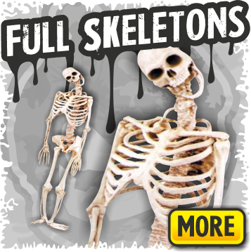 Full Skeleton Halloween Props - Skeleton Props Life Size (357x359), Png Download