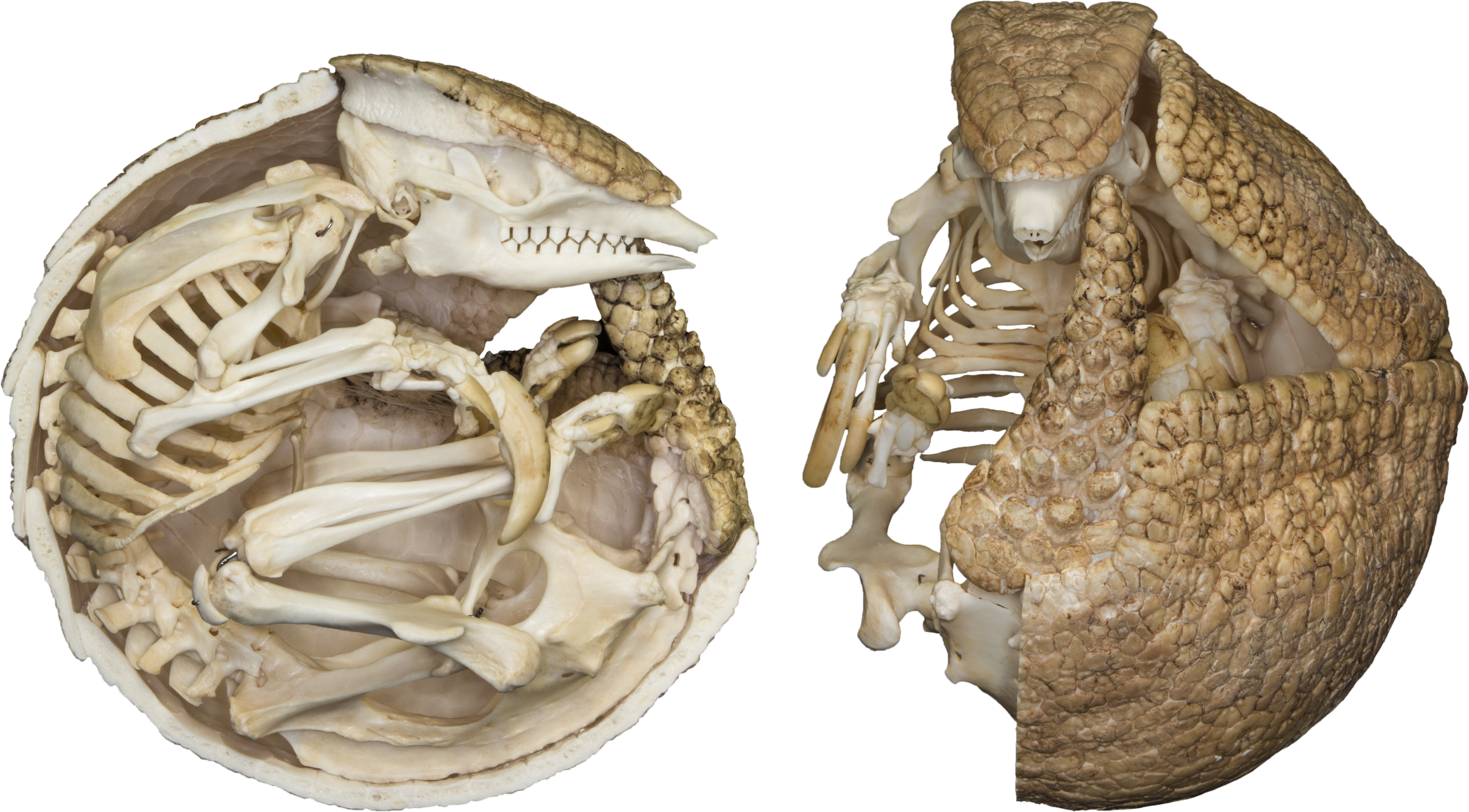 Three-banded Armadillo (5619x3108), Png Download