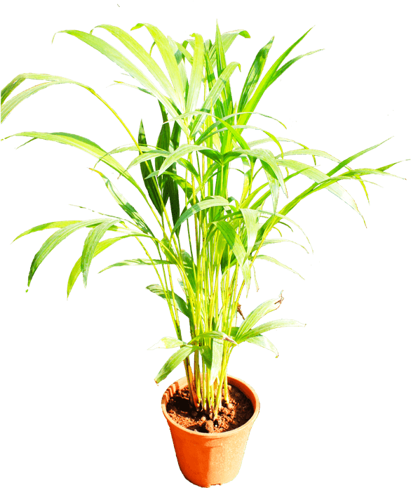 Here Presents The File Of Few Beautiful Plants - Arecales (600x770), Png Download