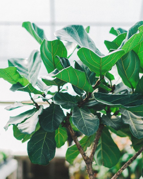 Window-plant - Houseplant (478x597), Png Download