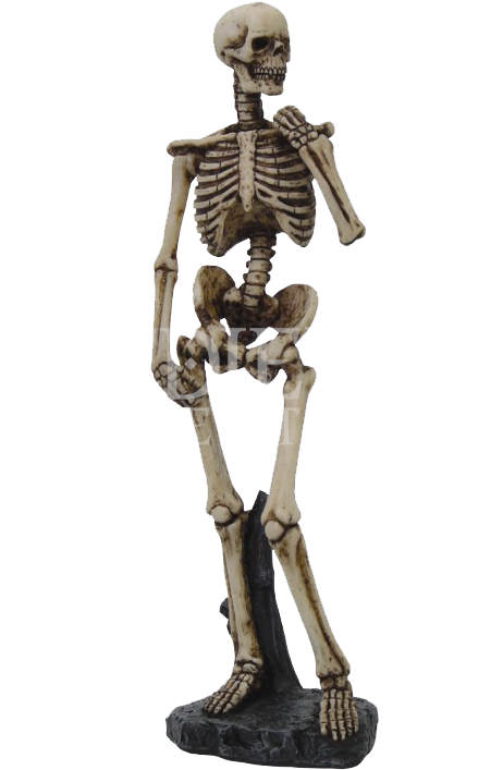 Skeleton - Michelangelo David Skeleton (726x726), Png Download