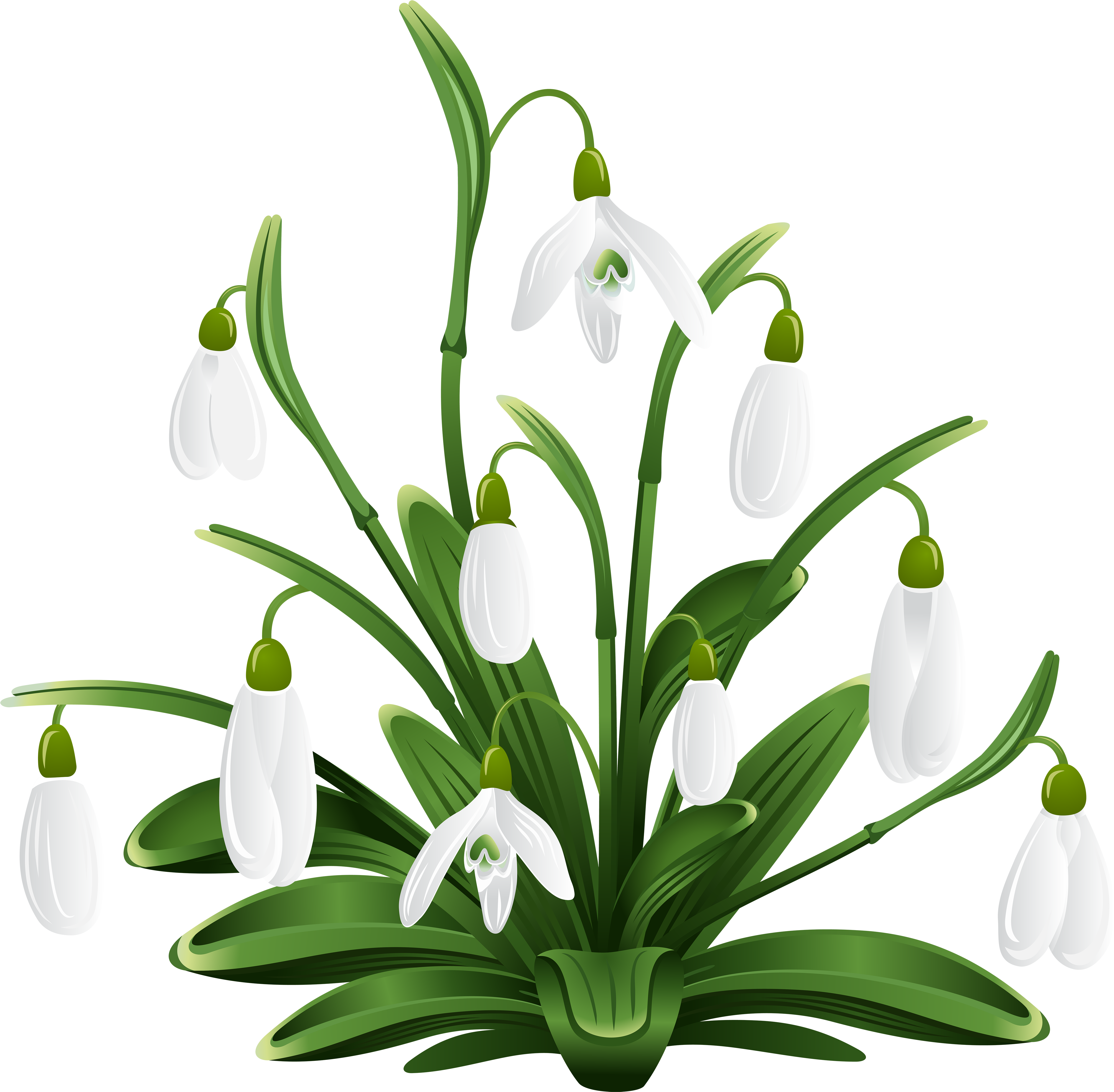 House Plant Png (5000x4898), Png Download