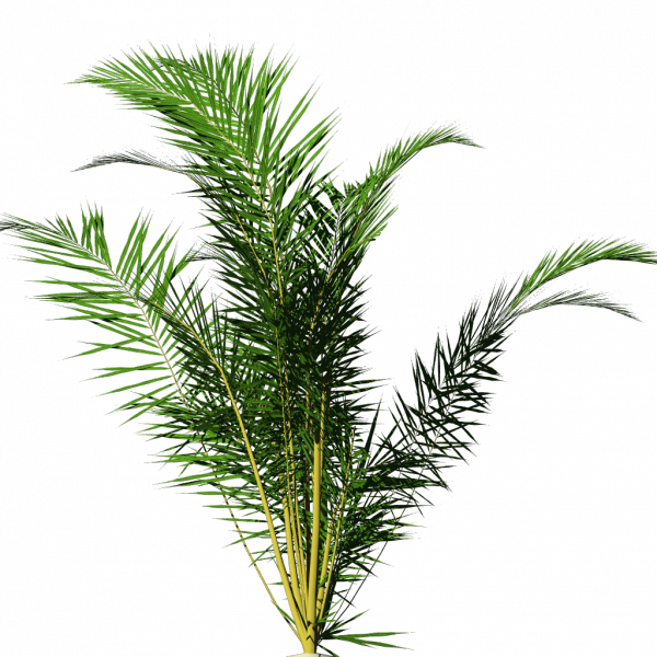 House Plant Png Download - Tropical Plants Png No Background (600x600), Png Download