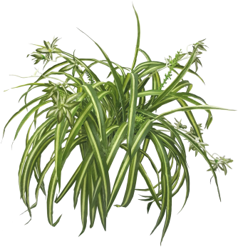 Spider Plants Are Great For Indoor Air Cleaning And - Chlorophytum Comosum Png (369x350), Png Download